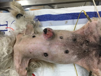 犬の乳腺腫瘍