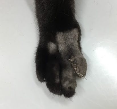 抜爪術