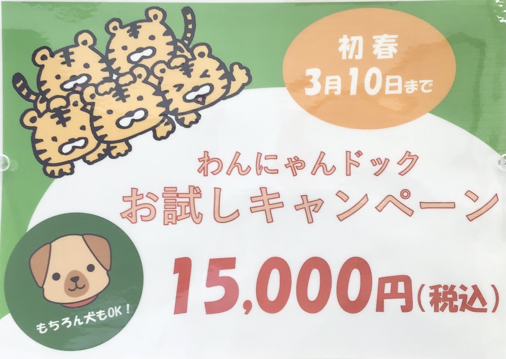 わんにゃんドックキャンペーン中です！